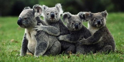 Семья коал, Австралия
