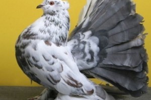 3556dde64ab246329dcb24a635059e7c