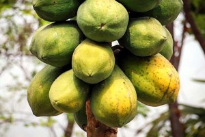 c7b1c17d55327e496a27de8cc99aded5