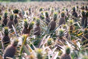 01d85f3956978314cd8c8918d8a5769f