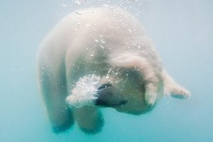 108cb92dce2ed80bcd49dd65c577f247