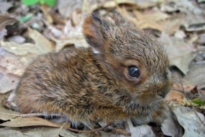 1da787e07454a63a5c663c1df4d02677