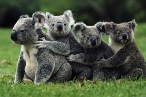 839512c9fb33c5a0333a7c1433523696