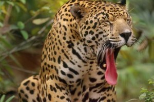 a8e1acdbe20540c0543142b1e5ba5439