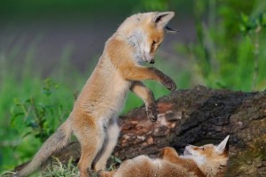 c27508141f6ce6eb21c131e7754c7983