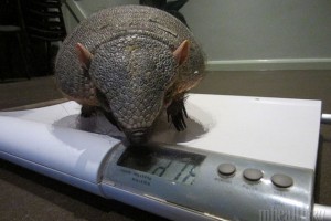 09e3a3fbce0f5f38bdea867b0269da07