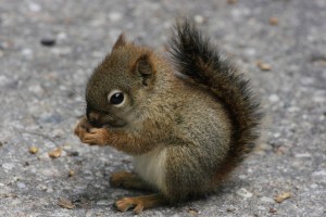 1b608f630eeb1d5b48af491eef46a135