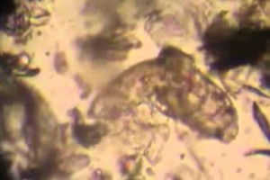 09ea767a9902e30604c784266f4cb8d5