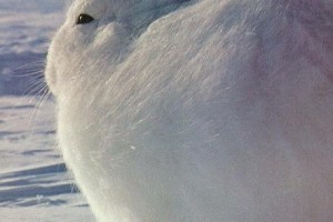 3bbf7d9212548a0ca91b85ac3ce5d57c