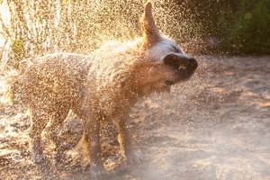 4aae0db83cd84e109cbadc38d1899187