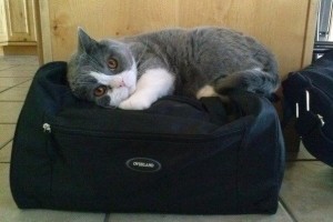 9068fa88fc5b11d357367f9d5c4ed3d6