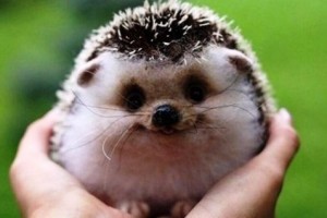 c8dec0ba04586ba49a6140b21e217f5b