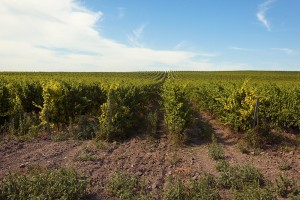 fcf49989c2cdf81a2eff8281638dc119